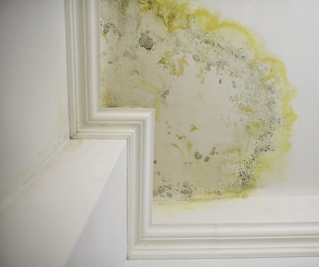 Wilgoć, grzyb na suficie – co robić? jak się pozbyć plam?